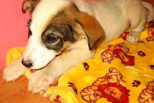 Piękny 2,5 miesieczny chłopczyk,adopcja!!,  święto