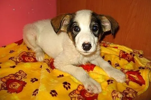 Piękny 2,5 miesieczny chłopczyk,adopcja!!,  święto