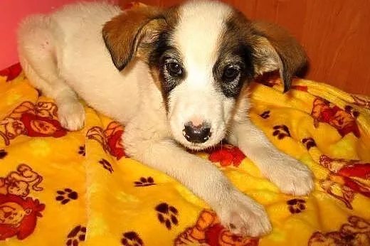 Piękny 2,5 miesieczny chłopczyk,adopcja!!,  święto