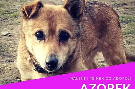 Azorek-maleńki, 4kg okruszek ze złamanym serduszki