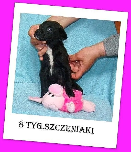 Prześliczne szczeniaczki,suczki i pieski, wesołe i