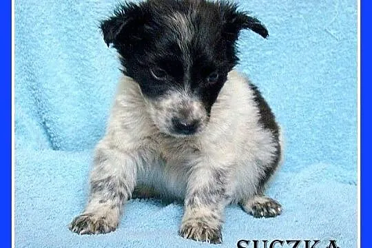 Prześliczne szczeniaczki,suczki i pieski, wesołe i