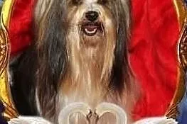 REPRODUKTORY ZKwP/ FCI Biewer Yorkshire terrier -DNA-, Śląskie, Orzesze