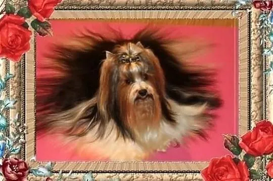 REPRODUKTORY ZKwP/ FCI Biewer Yorkshire terrier -DNA-, Śląskie, Orzesze