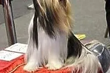 REPRODUKTORY ZKwP/ FCI Biewer Yorkshire terrier -DNA-, Śląskie, Orzesze
