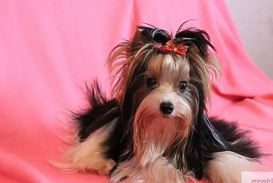 REPRODUKTORY ZKwP/ FCI Biewer Yorkshire terrier -DNA-, Śląskie, Orzesze