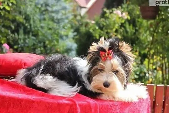 REPRODUKTORY ZKwP/ FCI Biewer Yorkshire terrier -DNA-, Śląskie, Orzesze