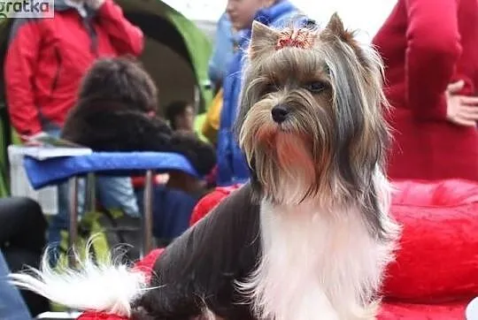 REPRODUKTORY ZKwP/ FCI Biewer Yorkshire terrier -DNA-, Śląskie, Orzesze