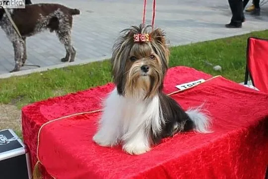 REPRODUKTORY ZKwP/ FCI Biewer Yorkshire terrier -DNA-, Śląskie, Orzesze