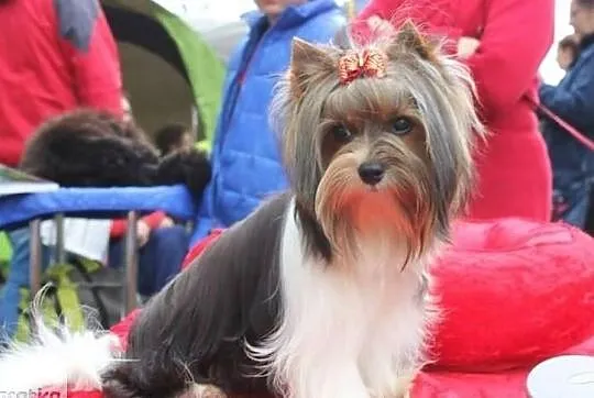 REPRODUKTORY ZKwP/ FCI Biewer Yorkshire terrier -DNA-, Śląskie, Orzesze