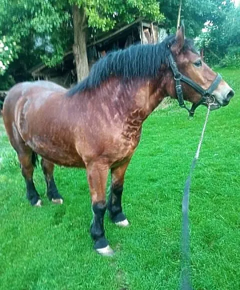 SPRZEDAM ŹREBICE ZIMNOKRWISTA, Świętokrzyskie, Konary