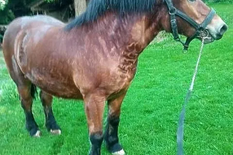 SPRZEDAM ŹREBICE ZIMNOKRWISTA, Świętokrzyskie, Konary