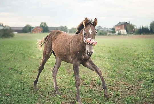Klacz roczna tarantowata, Śląskie, Racibórz
