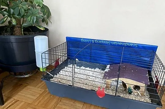 Za darmo dwie świnki morskie
