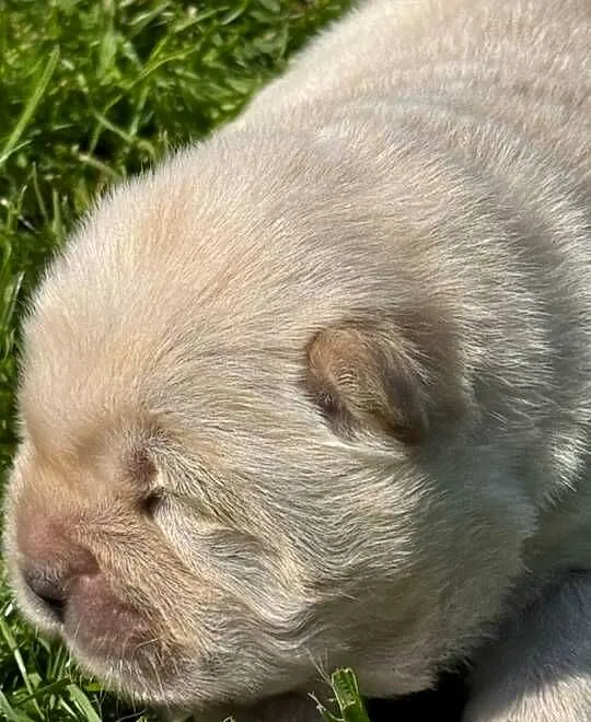 Suczka chow chow kremowa, Wielkopolskie, Ostrów Wielkopolski