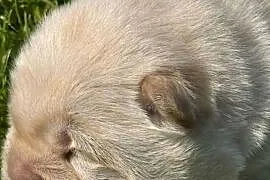 Suczka chow chow kremowa