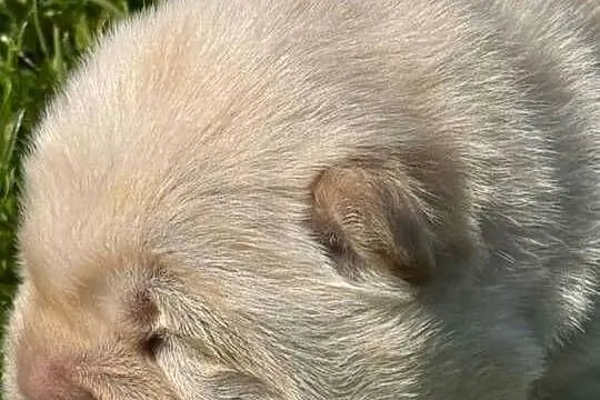 Suczka chow chow kremowa, Wielkopolskie, Ostrów Wielkopolski