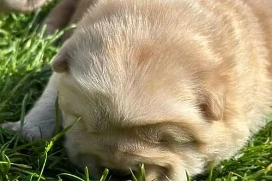 Suczka chow chow kremowa, Wielkopolskie, Ostrów Wielkopolski