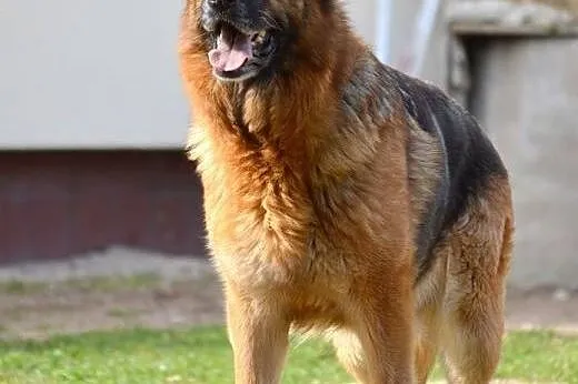 Owczarek niemiecki-Sara-kontaktowa,spokojna,zrówno