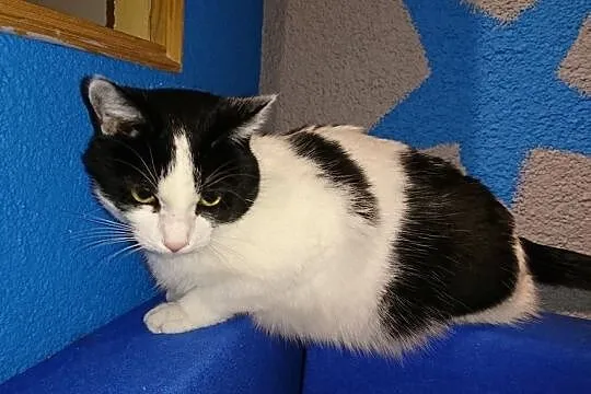 Dorosła kotka Warczka szuka domu