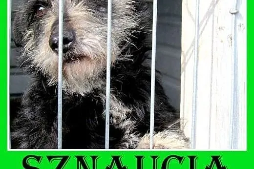 Jamnik,sznaucer mini mix,tulaśna,łagodna suczka SZ