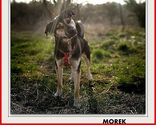 1,5 roku,młody,dosyć duży,bardzo łagodny,wesoły,szczepiony piesek.ADOPCJA, łódzkie Łódź, Łódzkie, Łódź