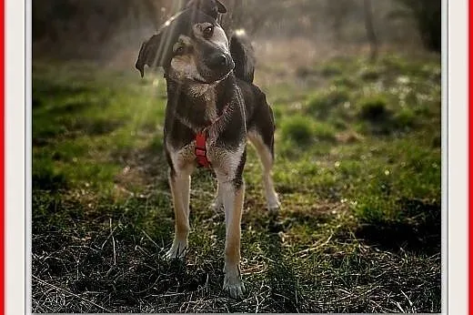 1,5 roku,młody,dosyć duży,bardzo łagodny,wesoły,szczepiony piesek.ADOPCJA,  łódzkie Łódź, Łódzkie, Łódź