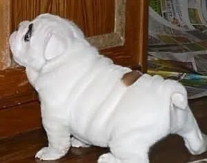 Wspaniałe szczenięta Buldog angielski do ponownego