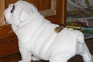 Wspaniałe szczenięta Buldog angielski do ponownego