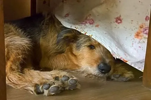 Tramp - zawsze pod górkę, może los się w końcu odm