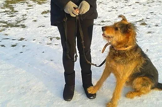 Tramp - zawsze pod górkę, może los się w końcu odm