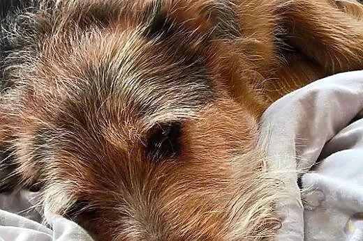 Tramp - zawsze pod górkę, może los się w końcu odm