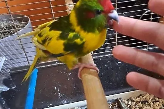 Witam sprzedam papugę ręcznie karmioną