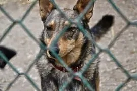 Przekochany pieszczoszek - pies idealny - dlaczego telefon milczy? :( FIL DO ADOPCJI!, mazowieckie Warszawa