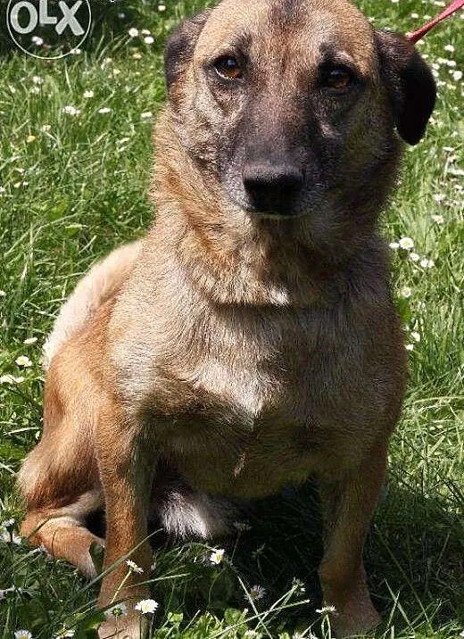 Wiktor - karmelowy pies do adopcji! , małopolskie
