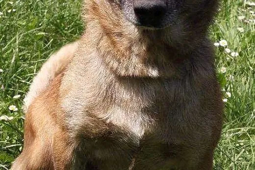 Wiktor - karmelowy pies do adopcji! , małopolskie Kraków