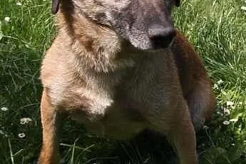 Wiktor - karmelowy pies do adopcji! ,  małopolskie