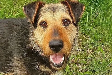 TOBY - piękny, kochany psiak w typie terriera do adopcji,  mazowieckie Warszawa, Mazowieckie, Warszawa