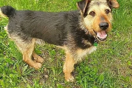 TOBY - piękny, kochany psiak w typie terriera do adopcji,  mazowieckie Warszawa, Mazowieckie, Warszawa