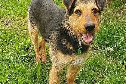 TOBY - piękny, kochany psiak w typie terriera do adopcji,  mazowieckie Warszawa, Mazowieckie, Warszawa