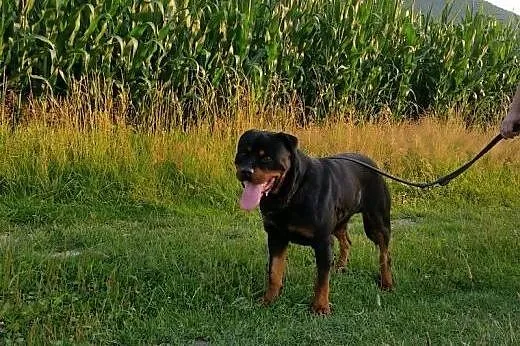 4-letni rodowodowy rottweiler ,  śląskie Bielsko-B