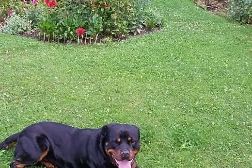 4-letni rodowodowy rottweiler ,  śląskie Bielsko-B