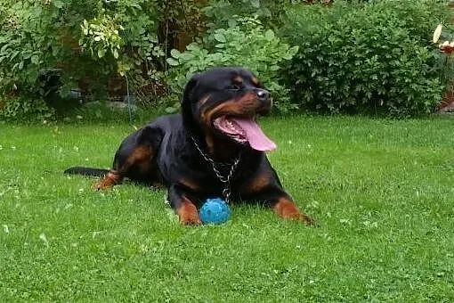 4-letni rodowodowy rottweiler ,  śląskie Bielsko-B