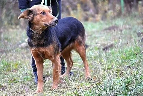 Łucja - skarb w schronisku! :),  warmińsko-mazursk