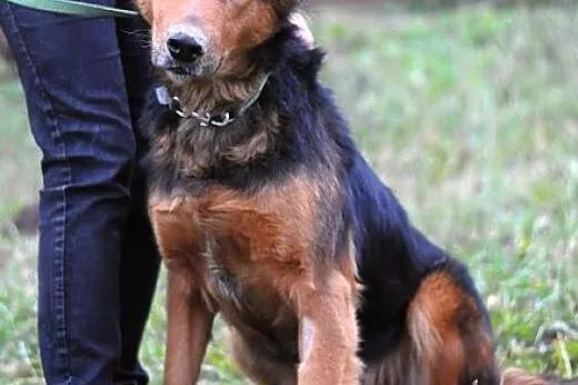 Łucja - skarb w schronisku! :),  warmińsko-mazursk