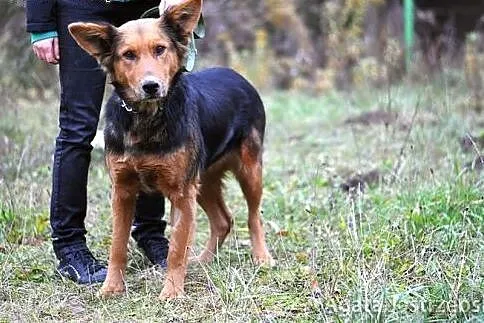 Łucja - skarb w schronisku! :),  warmińsko-mazursk