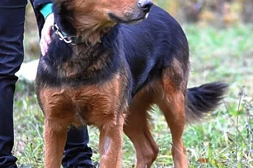 Łucja - skarb w schronisku! :),  warmińsko-mazursk