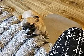 Chihuahua Exclusiv Piękny Mądry Jedyny taki Piesek Rodowód FCI