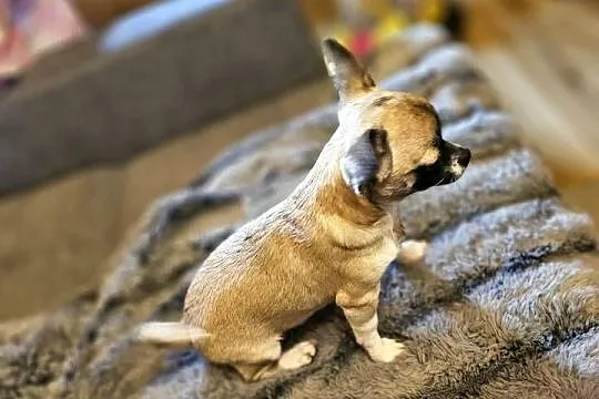 Chihuahua Exclusiv Piękny Mądry Jedyny taki Piesek Rodowód FCI, Zachodniopomorskie, Kołobrzeg