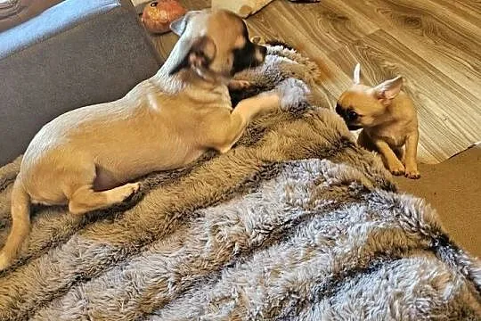 Chihuahua Exclusiv Piękny Mądry Jedyny taki Piesek Rodowód FCI, Zachodniopomorskie, Kołobrzeg